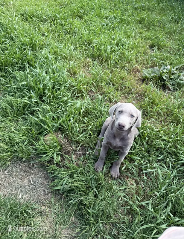 Cypress – Labrador Retriever puppy for sale in Athens, MI