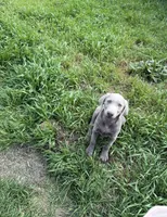 Cypress, a male Labrador Retriever for sale in Athens, MI – 1 of 1