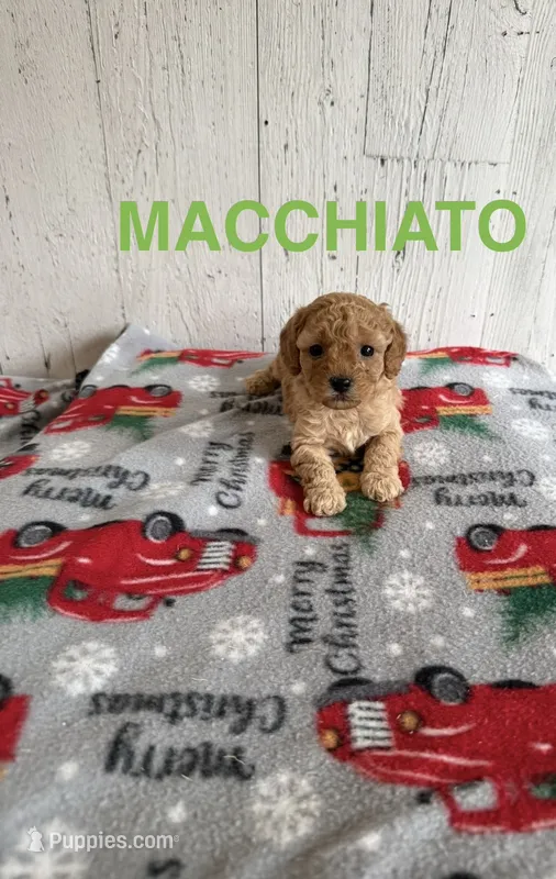 Macchiato  – Cavapoo puppy for sale in Athens, MI