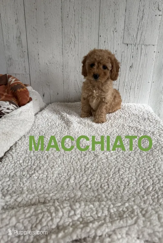 Macchiato  – Cavapoo puppy for sale in Athens, MI