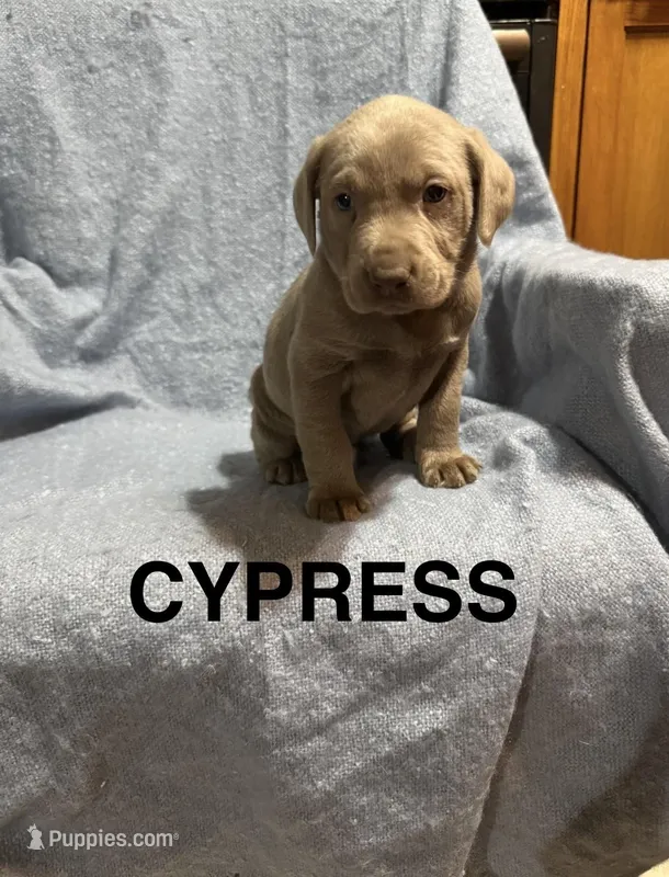 Cypress – Labrador Retriever puppy for sale in Athens, MI