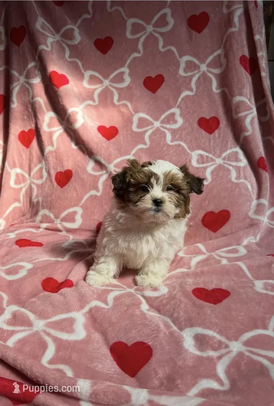 Female Teddy Bear Puppy – Shichon puppy for sale in Athens, MI