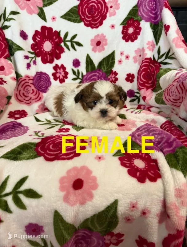 Female Teddy Bear Puppy