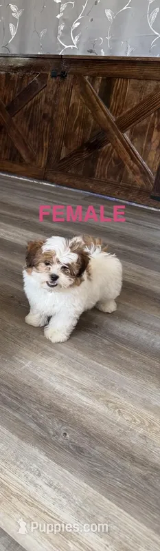 Female Teddy Bear Puppy – Shichon puppy for sale in Athens, MI