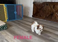 Female, a female Bichon Frise and Shih Tzu for sale in Athens, MI – Photo 2 of 2