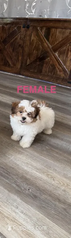 Female – Bichon Frise, Shih Tzu puppy for sale in Athens, MI