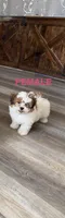 Female, a female Bichon Frise and Shih Tzu for sale in Athens, MI – Photo 1 of 2