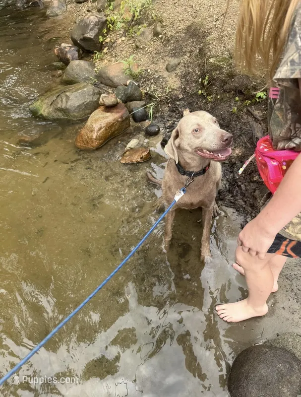 Willow – Labrador Retriever puppy for sale in Athens, MI