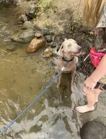 Willow, a female Labrador Retriever for sale in Athens, MI – Photo 1 of 3