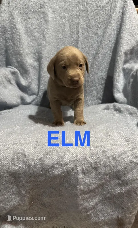 Elm – Labrador Retriever puppy for sale in Athens, MI