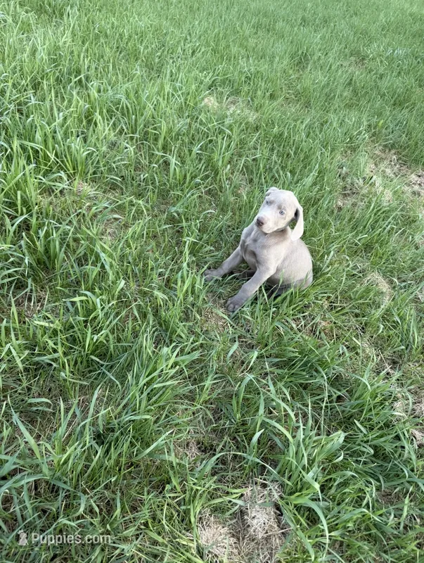 Cypress – Labrador Retriever puppy for sale in Athens, MI
