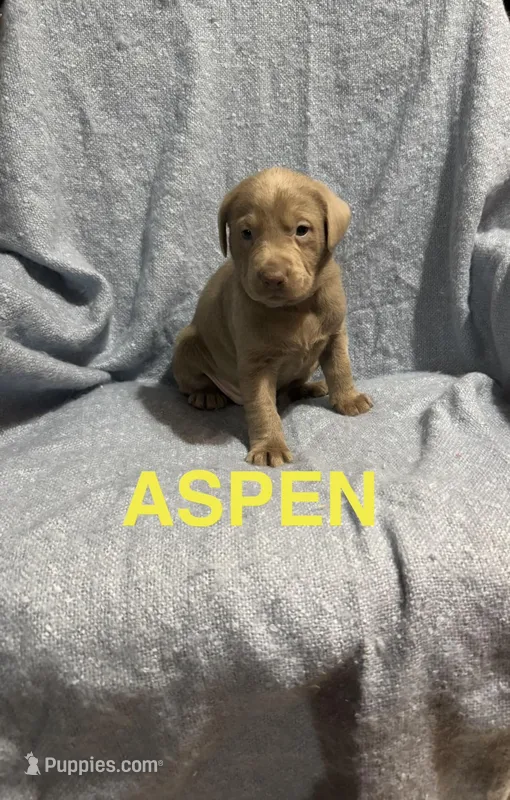 Aspen – Labrador Retriever puppy for sale in Athens, MI