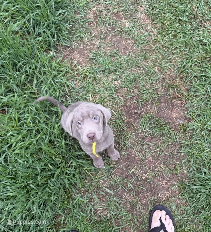Aspen – Labrador Retriever puppy for sale in Athens, MI