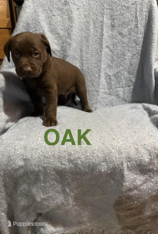 Oak – Labrador Retriever puppy for sale in Athens, MI