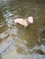 Willow, a female Labrador Retriever for sale in Athens, MI – Photo 3 of 3
