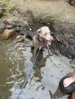 Willow, a female Labrador Retriever for sale in Athens, MI – Photo 2 of 3