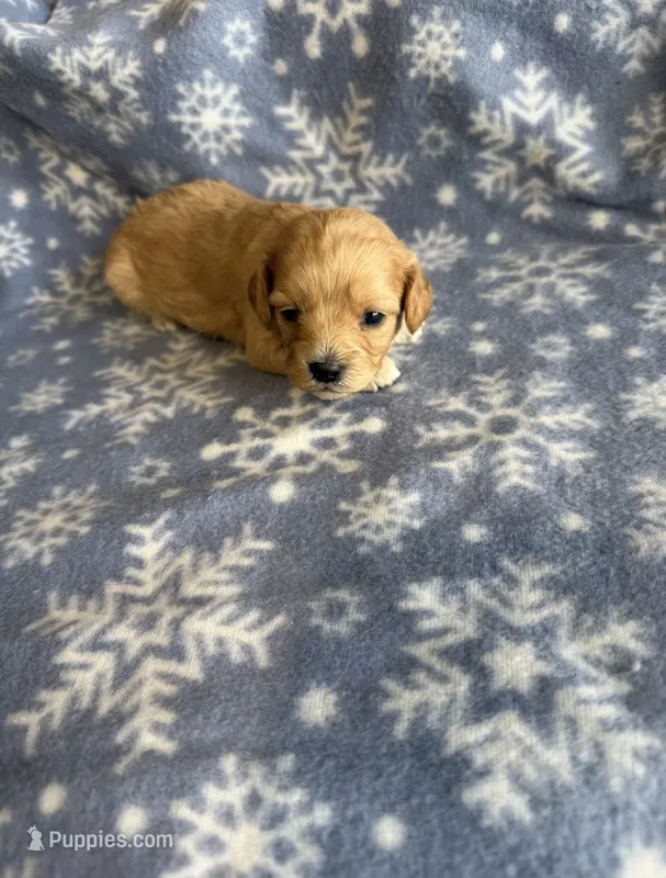 F1b Cavapoo Female 2 – Cavapoo puppy for sale in Athens, MI