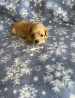 F1b Cavapoo Female 2, a female Cavapoo for sale in Athens, MI – 1 of 1