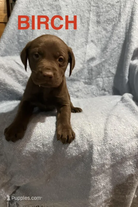 Birch – Labrador Retriever puppy for sale in Athens, MI