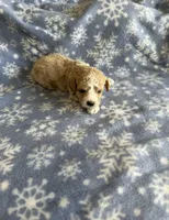 F1b Cavapoo male 1, a female Cavapoo for sale in Athens, MI – 1 of 1