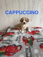 Cappuccino , a female Cavapoo for sale in Athens, MI – 1 of 1