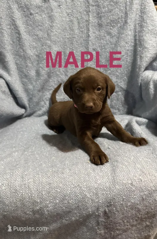 Maple – Labrador Retriever puppy for sale in Athens, MI