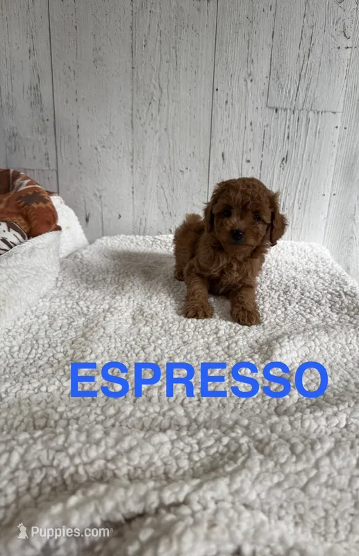 Espresso  – Cavapoo puppy for sale in Athens, MI