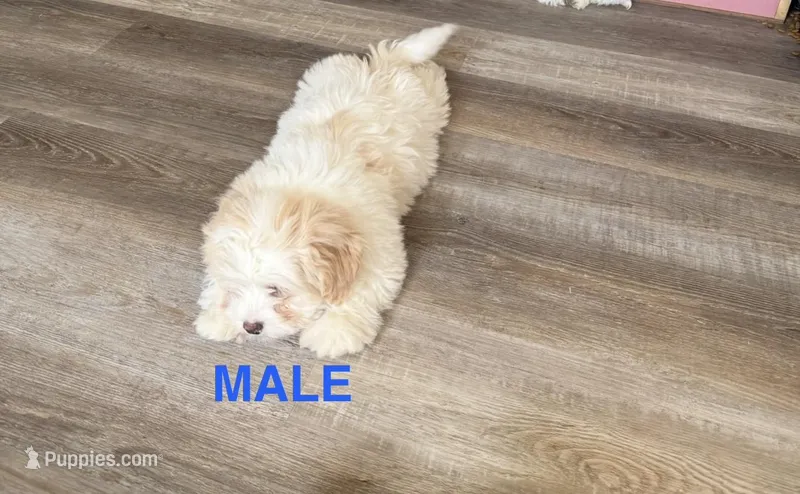 Male Teddy Bear puppy – Shichon puppy for sale in Athens, MI