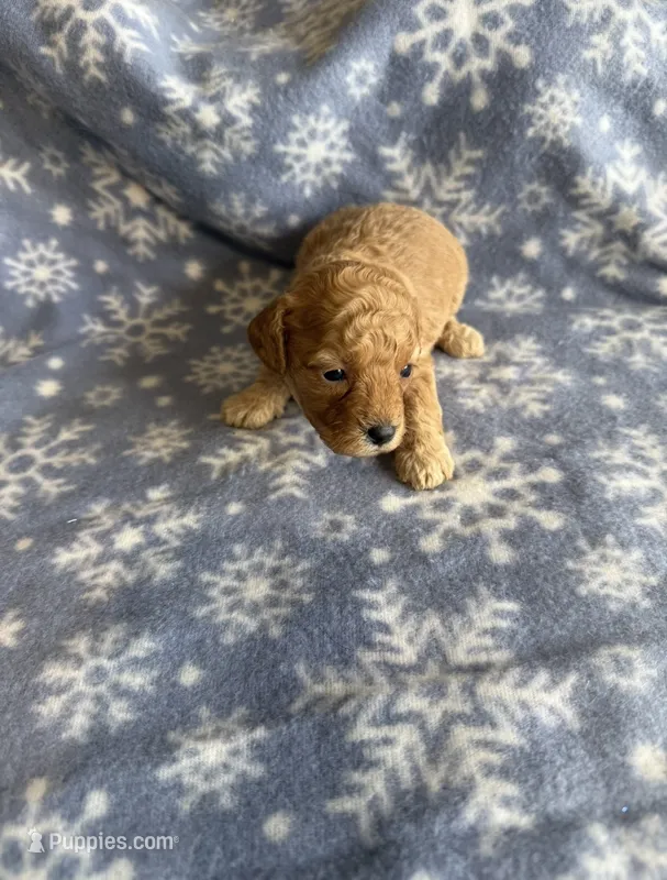 F1b Cavapoo male 3 – Cavapoo puppy for sale in Athens, MI