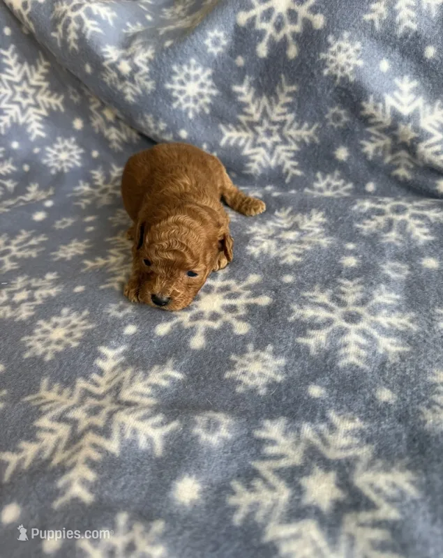 F1b Cavapoo male 2 – Cavapoo puppy for sale in Athens, MI