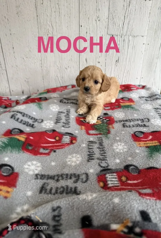 Mocha – Cavapoo puppy for sale in Athens, MI