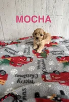 Mocha, a female Cavapoo for sale in Athens, MI – 1 of 1