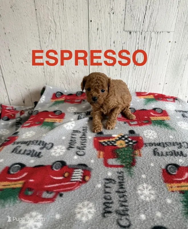 Espresso  – Cavapoo puppy for sale in Athens, MI