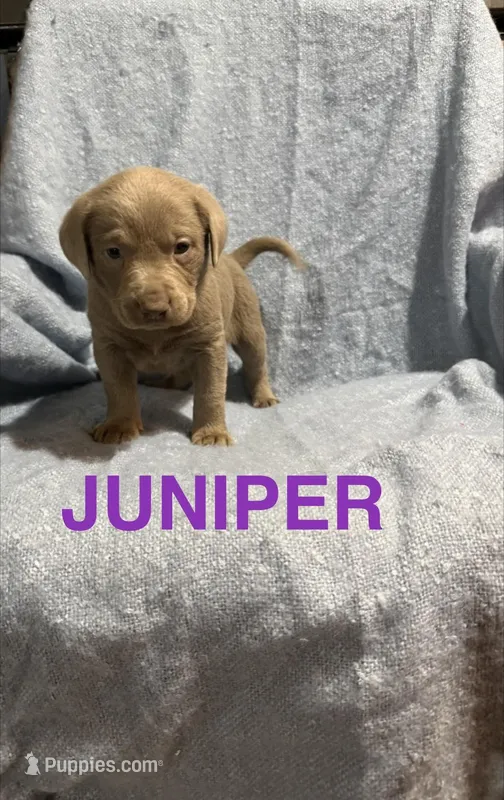 Juniper – Labrador Retriever puppy for sale in Athens, MI