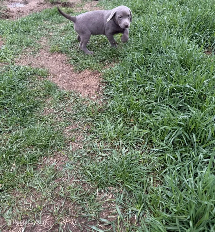 Juniper – Labrador Retriever puppy for sale in Athens, MI