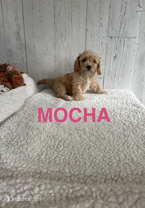 Mocha – Cavapoo puppy for sale in Athens, MI