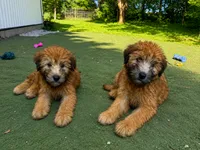 AKC marcy, a female Soft Coated Wheaten Terrier for sale in Nokomis, IL – 2 of 2