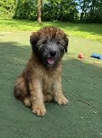 AKC marcy, a female Soft Coated Wheaten Terrier for sale in Nokomis, IL – 1 of 2