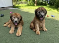 AKC Lotis , a female Soft Coated Wheaten Terrier for sale in Nokomis, IL – 2 of 2