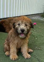 AKC Lotis , a female Soft Coated Wheaten Terrier for sale in Nokomis, IL – 1 of 2