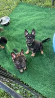 Green, a male German Shepherd Dog for sale in Statesville, NC – 2 of 4