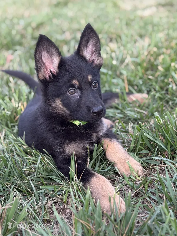 Green – German Shepherd Dog puppy for sale in Statesville, NC