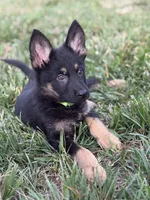 Green, a male German Shepherd Dog for sale in Statesville, NC – 1 of 4
