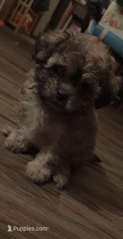 Zeus – Shihpoo puppy for sale in Derry, NH
