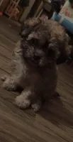 Zeus, a male Shihpoo for sale in Derry, NH – 1 of 2