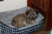 Zeus, a male Shihpoo for sale in Derry, NH – 2 of 2