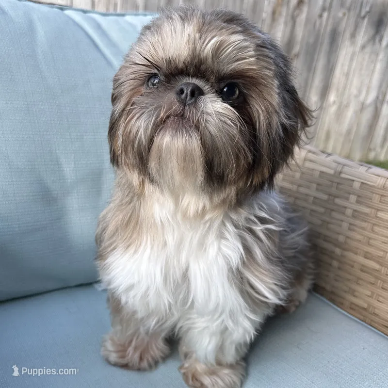 AKC Hazel – Shih Tzu puppy for sale in Perry, GA