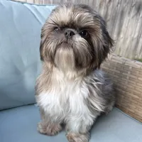 AKC Hazel, a female Shih Tzu for sale in Perry, GA – 1 of 1