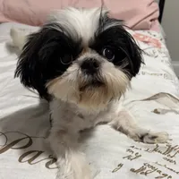 AKC Ava, a female Shih Tzu for sale in Perry, GA – 2 of 2
