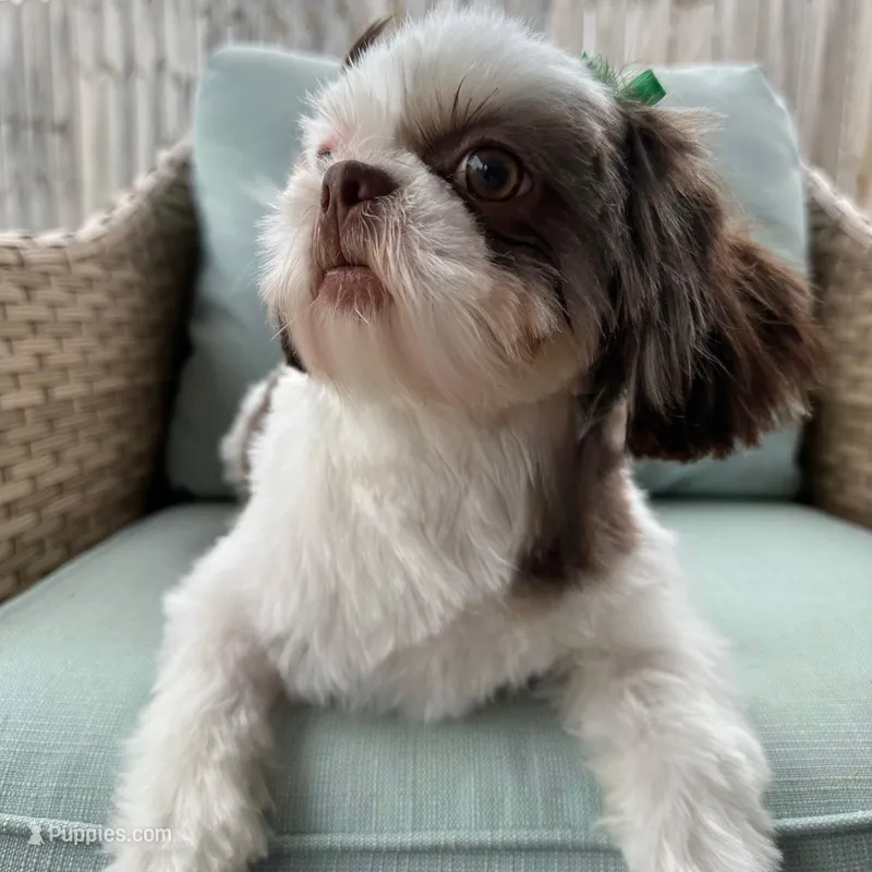 AKC Sophie – Shih Tzu puppy for sale in Warner Robins, GA